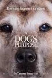 a dogs purpose torrent